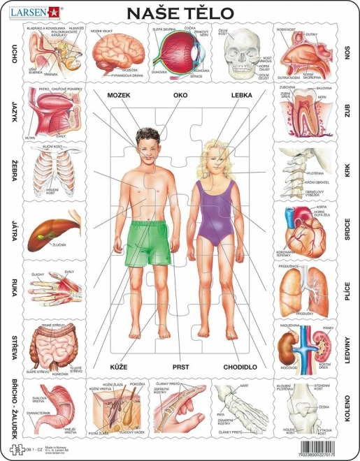 Puzzle Naše telo 35 dielikov