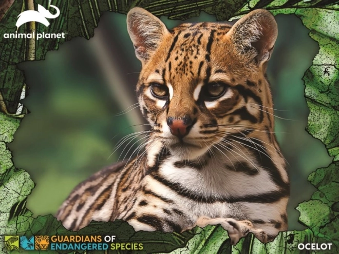 3D puzzle Ocelot 100 dielikov