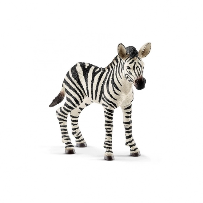 Zebra mláďa