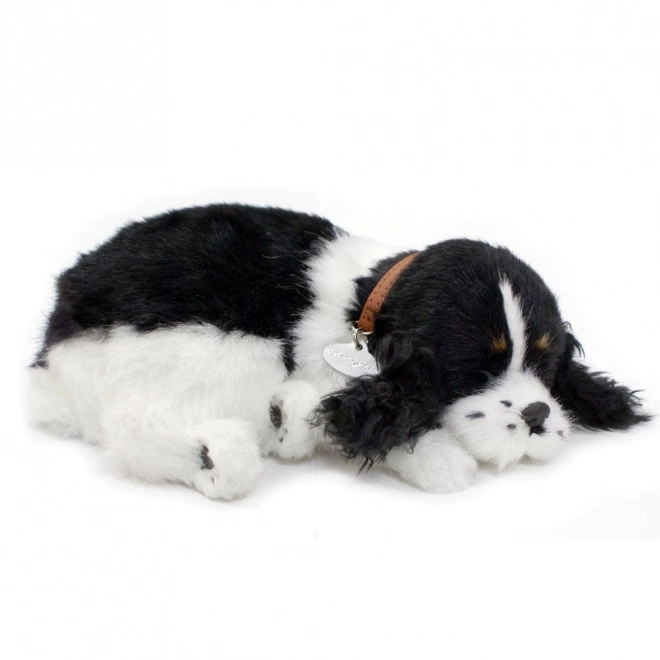 Adoptuj ma dychajúci šteniatko Cocker Spaniel