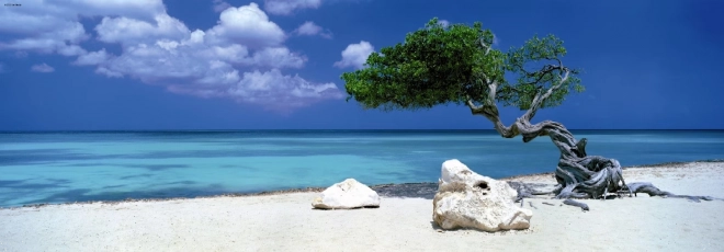 Panoramatické puzzle Divi Divi strom na Arube 1000 dielikov HEYE