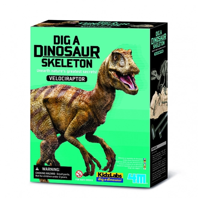 Model kostry dinosaura Velociraptor