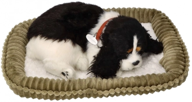 Adoptuj ma dychajúci šteniatko Cocker Spaniel