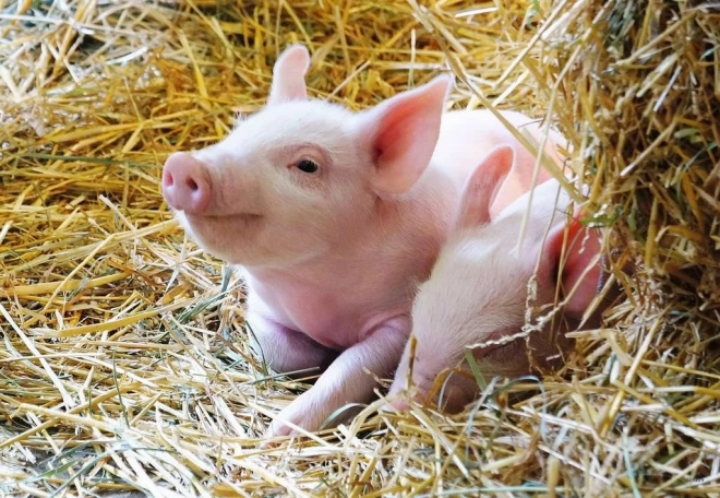 Kúzlo života na farme