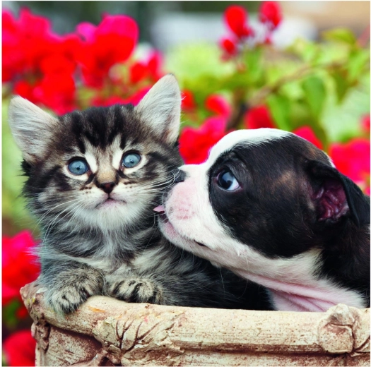 Vysoké rozlíšenie a jasné farby