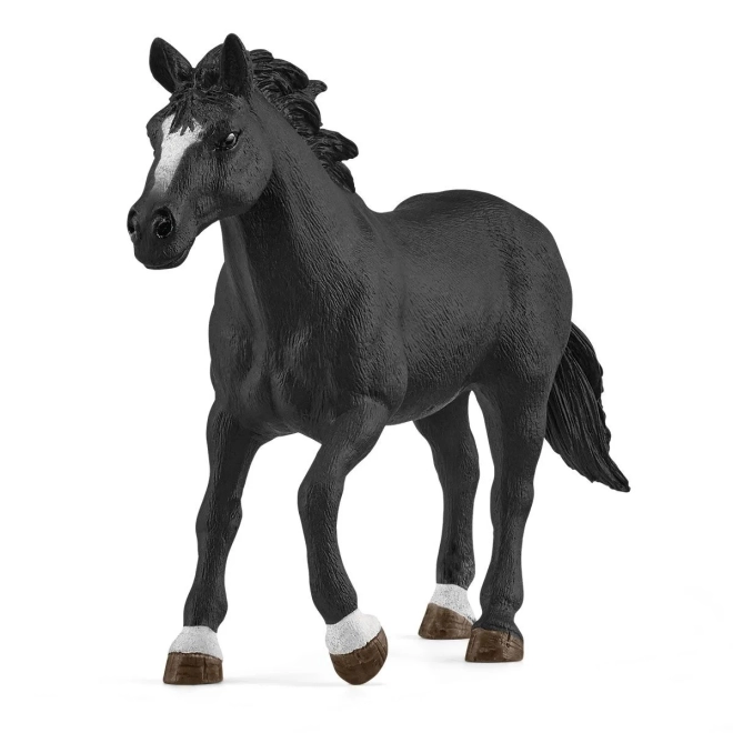 Skvelý kôň Appaloosa