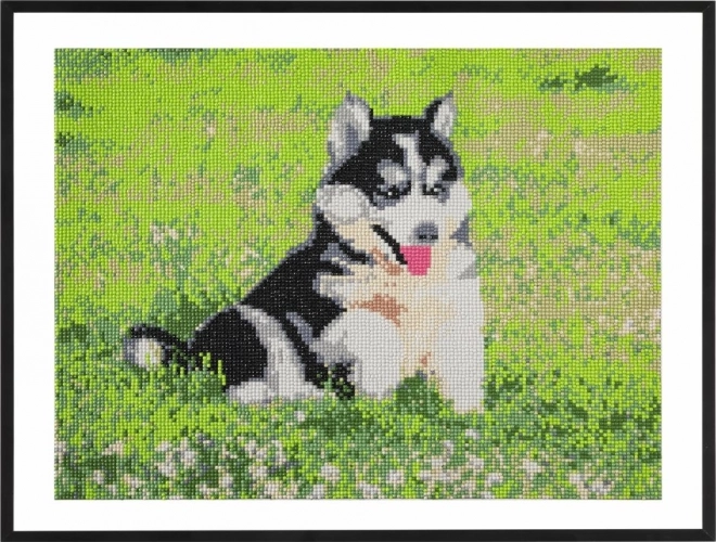 Grafix Diamantové maľovanie Husky 40x50cm