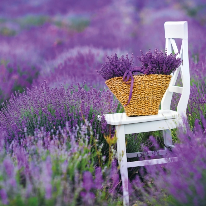 Poznámkový kalendár Provence 2026