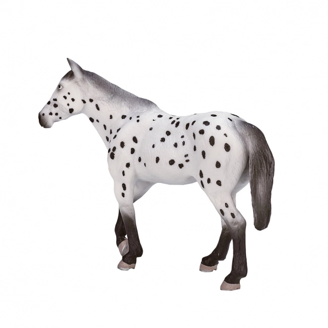 Mojo Appaloosa žrebec