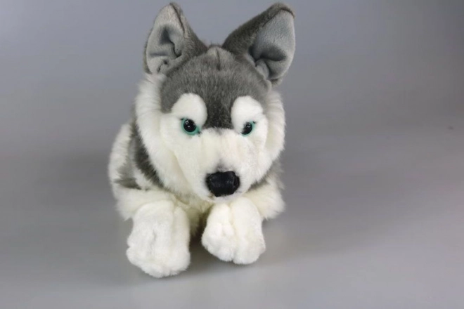 Plyšový husky 34 cm