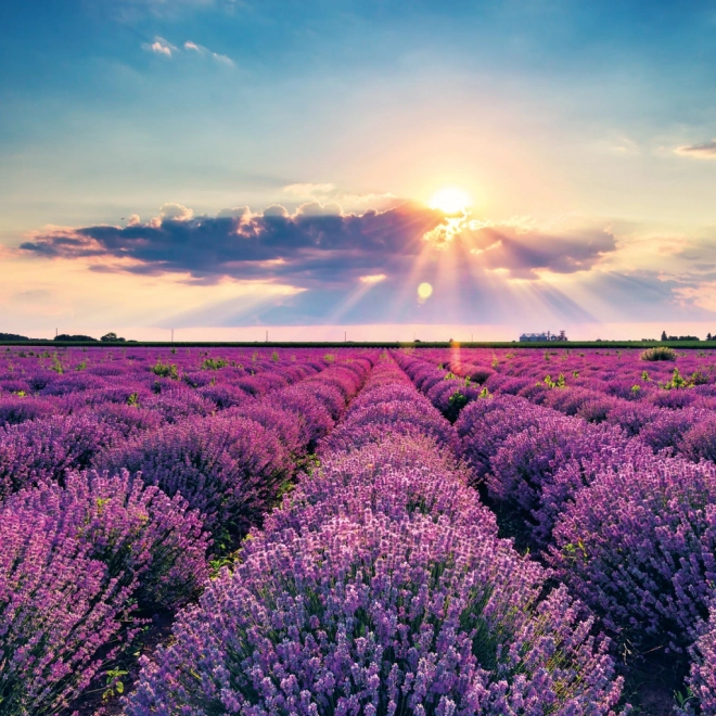 Poznámkový kalendár Provence 2026