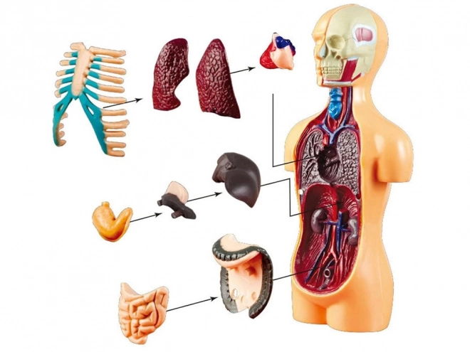 Edukačná sada Anatomický model ĽUDSKÉ TELO s orgánmi