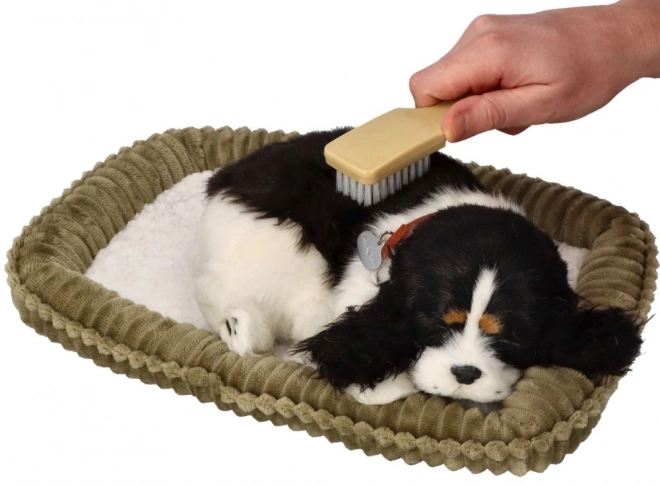 Adoptuj ma dychajúci šteniatko Cocker Spaniel