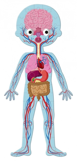 Janod Puzzle Ľudské Telo 3v1