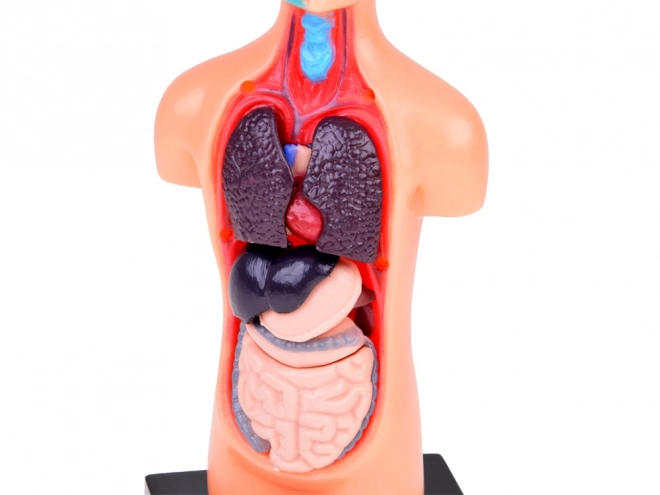 Edukačná sada Anatomický model ĽUDSKÉ TELO s orgánmi