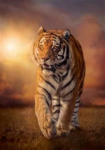 Puzzle Tigre 1500 kúskov