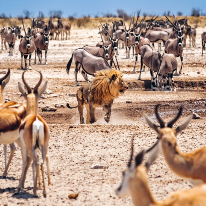 Poznámkový kalendár Divoká Afrika 2025