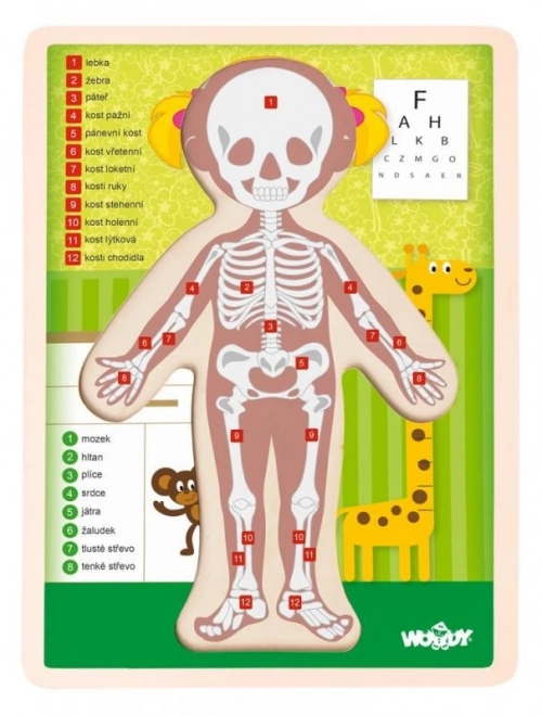 Puzzle Ľudské telo - Dievča