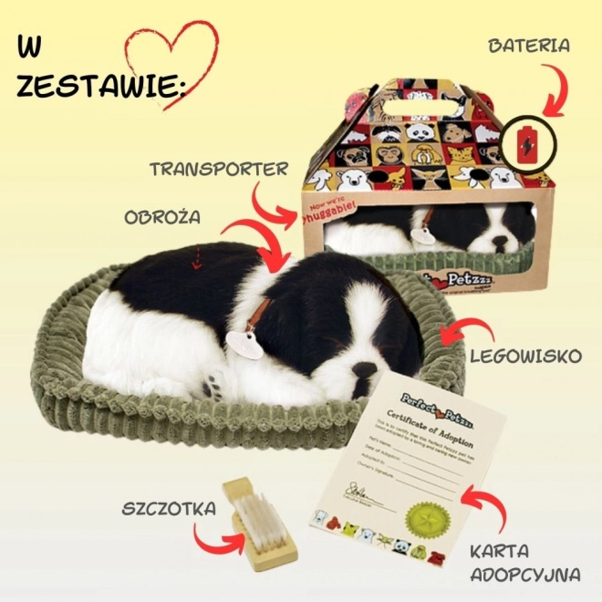 Border kólia šteniatko na adopciu