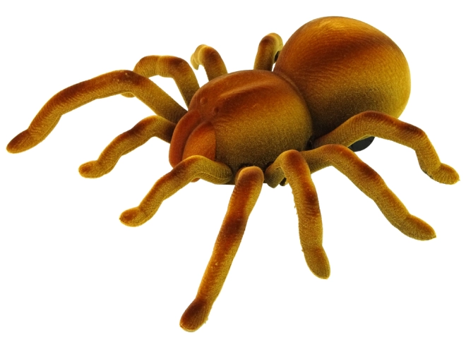 Realistický vzhľad tarantuly