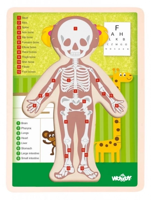 Obojstranné puzzle Ľudské telo - Dievča (anglicky)