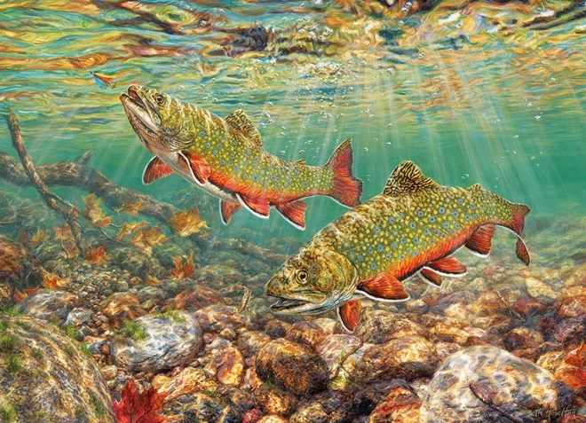 Puzzle Pstruh Potočný 1000 Dielikov