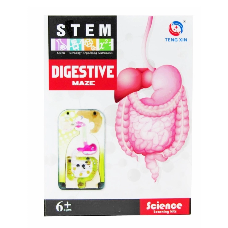 kreatívna séria – tráviaca sústava