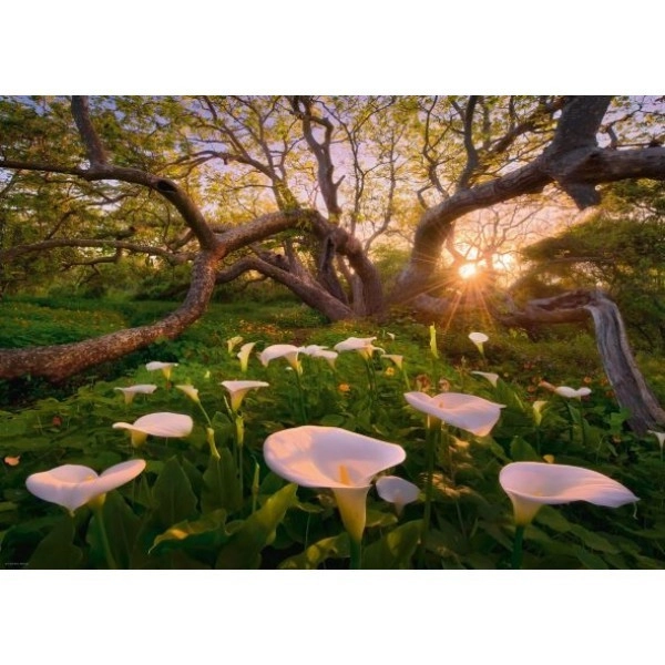 E-shop Heye Marc Adamus Calla Clearing 1000 dielov