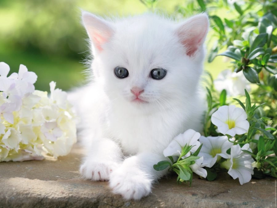 E-shop Ravensburger White Kitten 1500 dielov