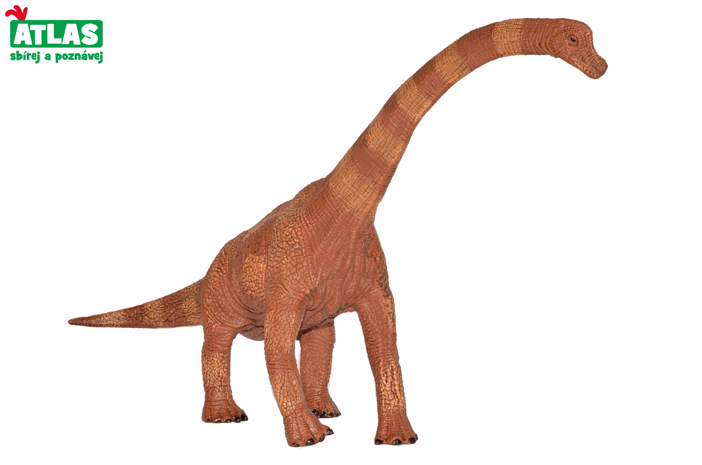 E-shop Figúrka dinosaura Brachiosaurus 30 cm