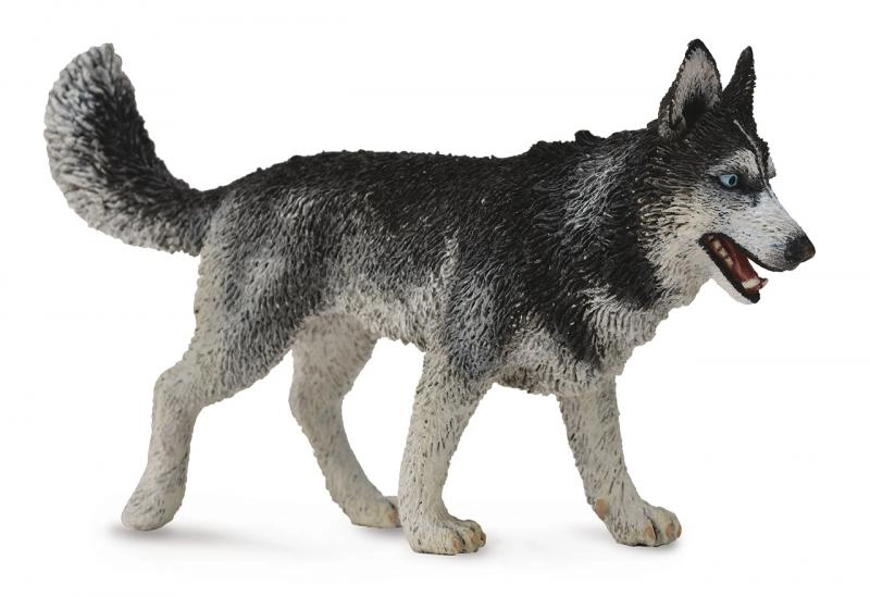 Sibírsky husky Collecta