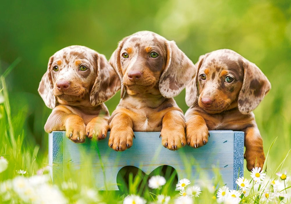 E-shop Castorland Cute dachshunds 500 dielov