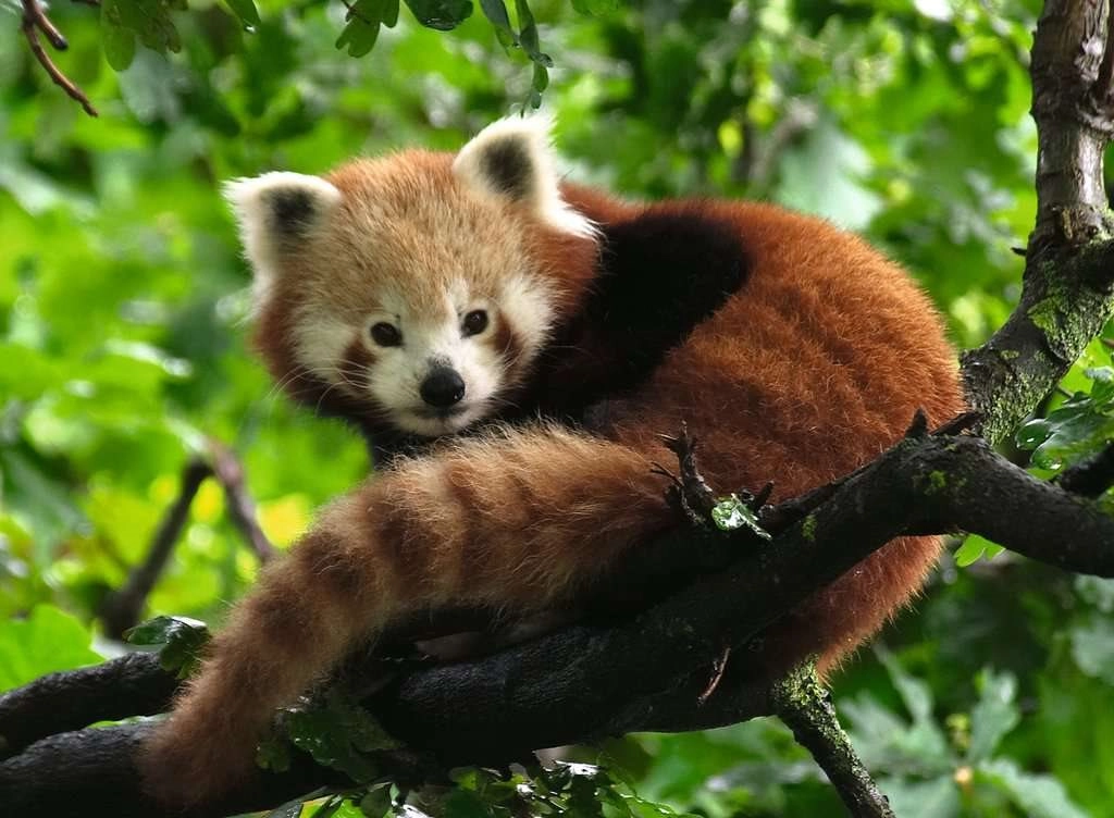E-shop Ravensburger 173815 Panda červená 500 dielov