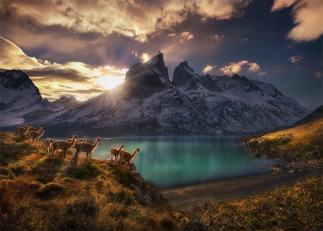 E-shop Heye Humboldt Guanacos camels at sundowner 1000 dielov
