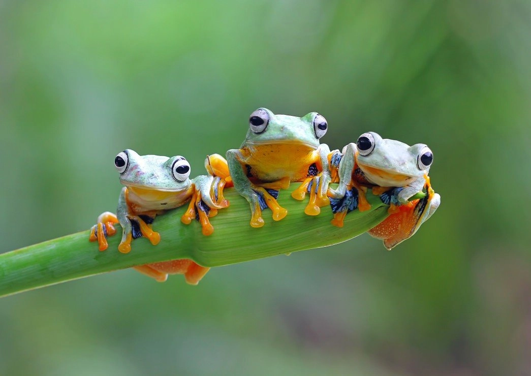 E-shop Bluebird Friendly Frogs 500 dielov