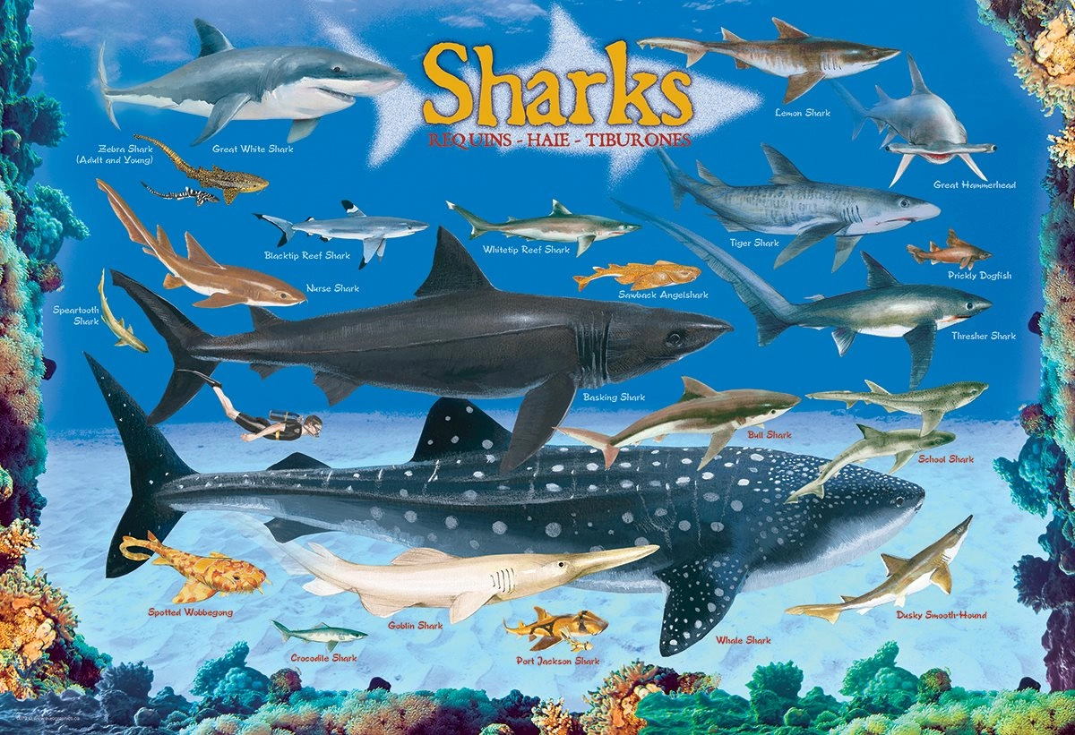 E-shop Eurographics Requins 100 dielov