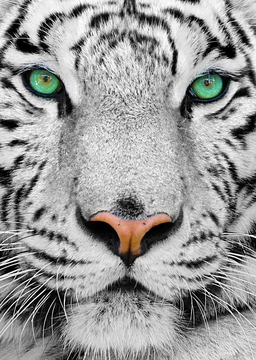 E-shop Enjoy White Siberian Tiger 1000 dielov