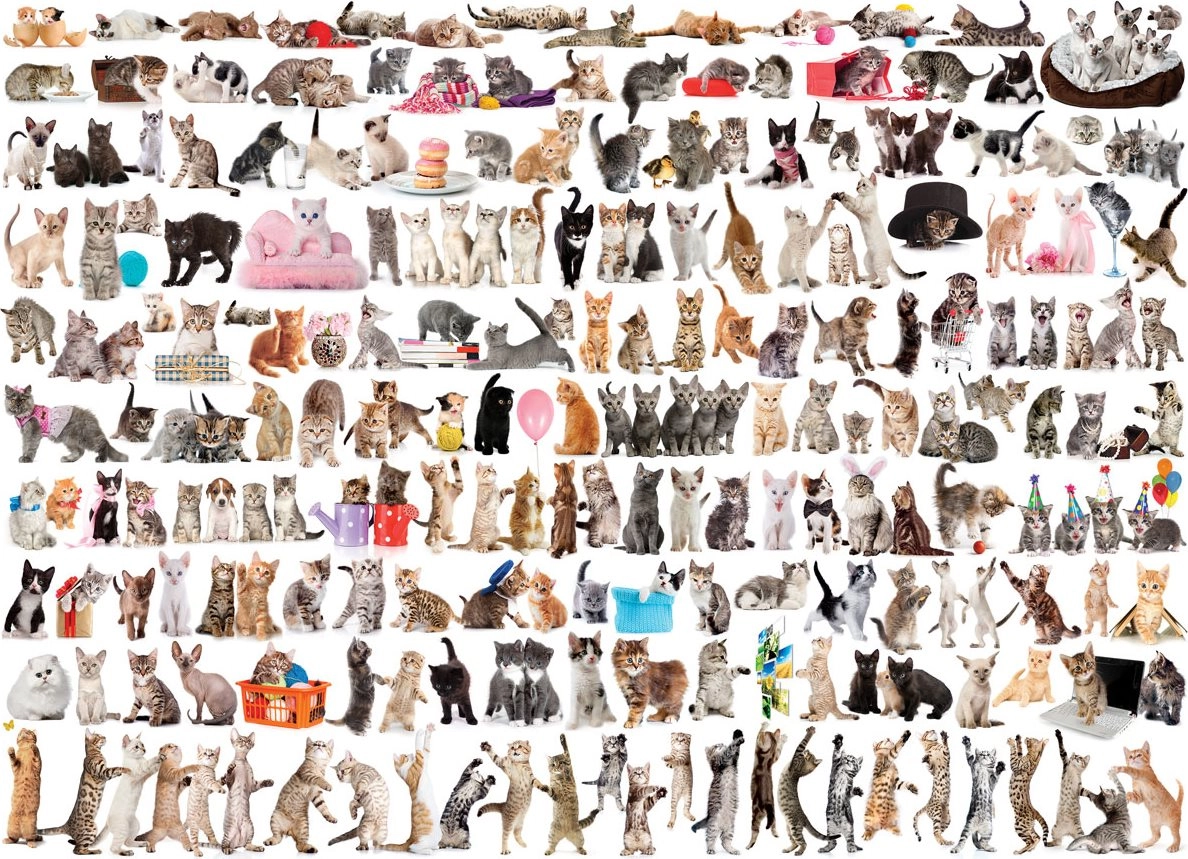 E-shop EUROGRAPHICS Puzzle Svet mačiek 1000 dielikov