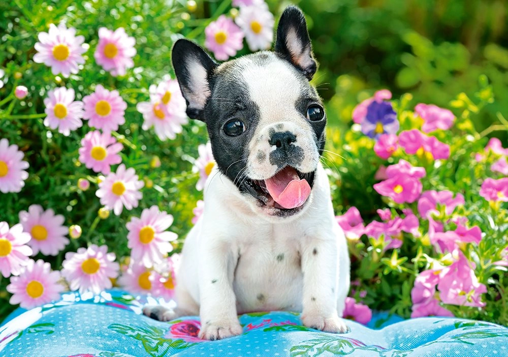 E-shop Castorland French bulldog puppy 500 dielov