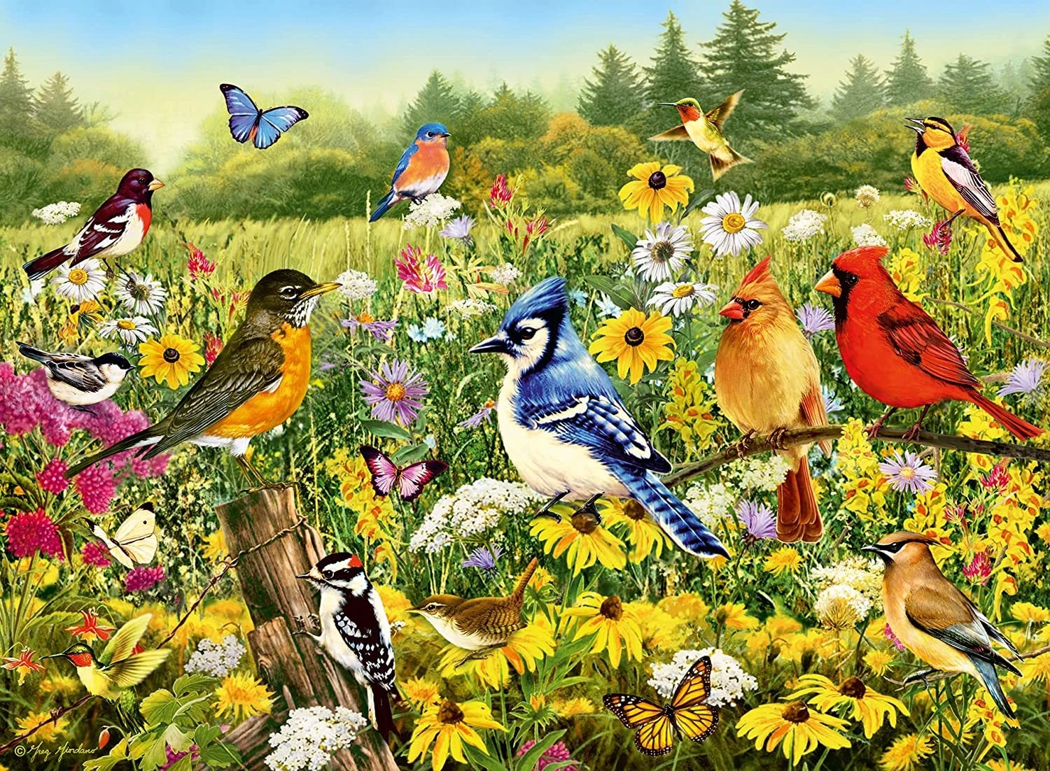 RAVENSBURGER Vtáky na lúke 500 dielov