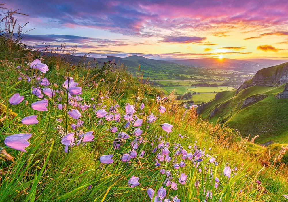 E-shop Castorland Harebells at Sunrise 500 dielov