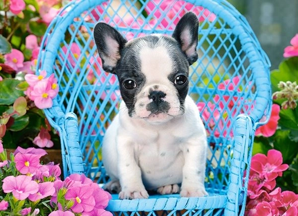 E-shop Castorland FRENCH BULLDOG PUPPY 100 dielov