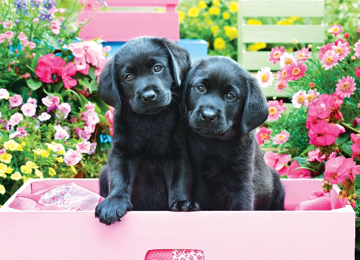E-shop Eurographics Black Labs in Pink Box XL 500 dielov