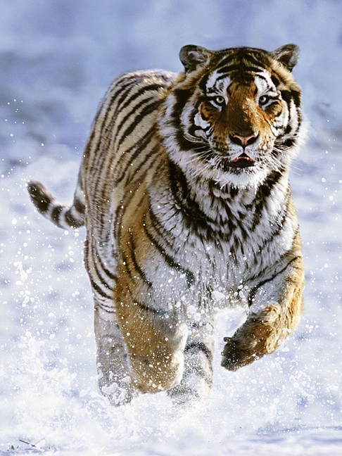 E-shop Ravensburger Tiger in Winter 500 dielov