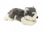 Plyšový pes Husky pre deti