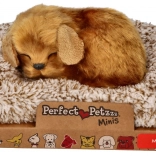 Malý psík Perfect Petzzz