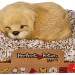 Štekajúci zlatý retríver na peliešku