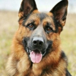 Diamantová maľba Nemecký ovčiak 30x40 cm