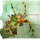 Drevené vrstvené puzzle Pavúk a jeho životný cyklus