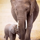 Puzzle Slon a sloníča 1000 dielikov